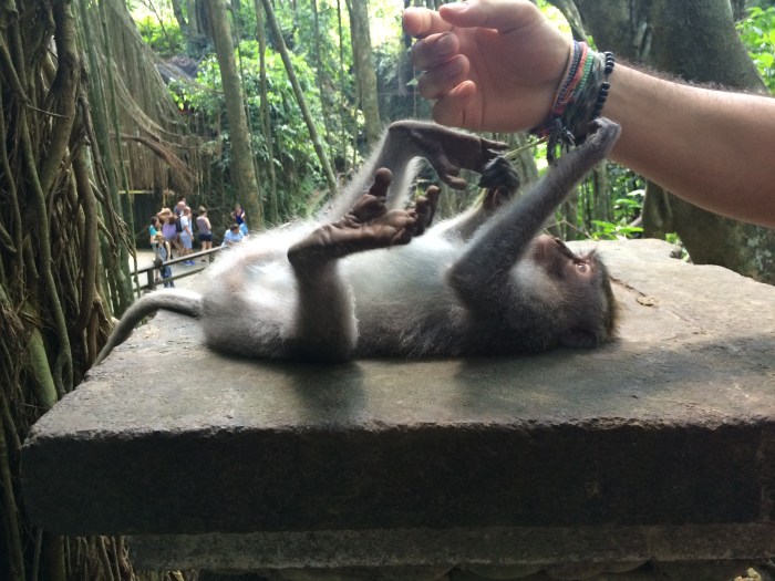ubudmonkey5